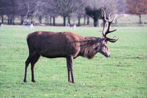 A view of a Red Deer in the Cheshire Countryside photo