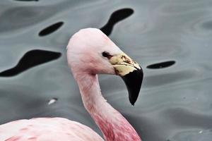 A view of a Flamingo at Slimbridge Nature Reserve photo
