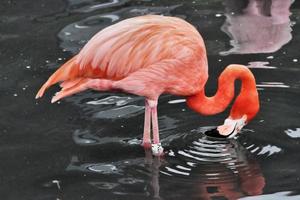 A view of a Flamingo at Slimbridge Nature Reserve photo