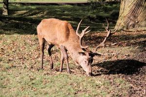 A view of a Red Deer in the Cheshire Countryside photo