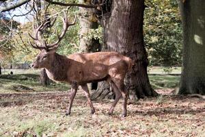 A view of a Red Deer in the Cheshire Countryside photo