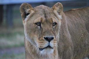 una vista de un león africano foto