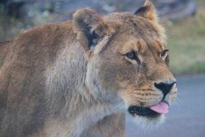 una vista de un león africano foto