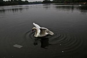 una vista de un cisne mudo en londres foto