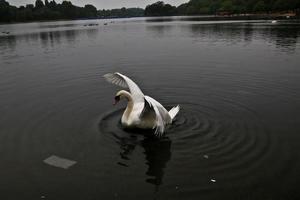 una vista de un cisne mudo en londres foto