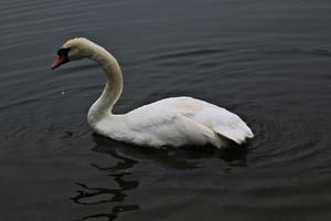 A view of a Mute Swan in London photo