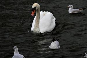 A view of a Mute Swan at Roundhay Park in Leeds photo