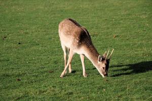 A close up of a Fallow Deer in the Cheshire Countryside photo