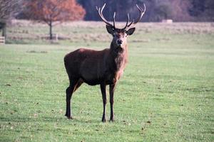 A view of a Red Deer in the Cheshire Countryside photo