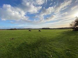 una vista de un ciervo rojo en el campo de cheshire foto