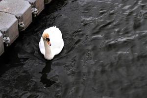 A view of a Mute Swan at Roundhay Park in Leeds photo