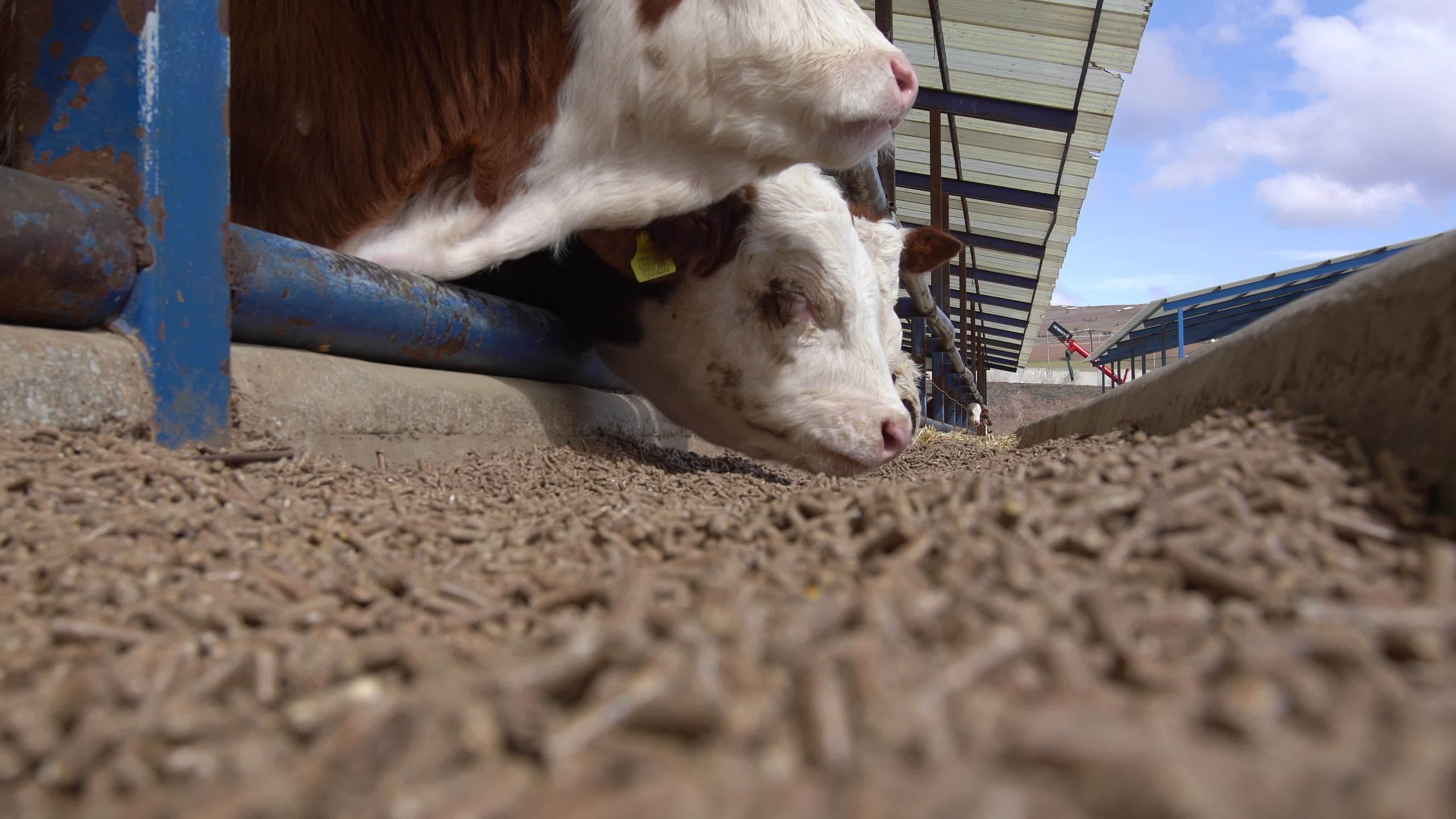 Quality calf feed, calves consume feed. Calves consuming feed in a modern cattle farm. Modern meat fattening farm. Simmental calves. 8806796 Stock Video at Vecteezy Quality calf feed, calves consume feed. Calves consuming feed in a modern cattle farm. Modern meat fattening farm. Simmental calves. 8806796 Stock Video at Vecteezy