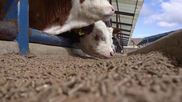 kalvfoder av hög kvalitet, kalvar äter foder. kalvar som äter foder i en modern boskapsfarm. modern köttgödningsgård. simmentala kalvar. video