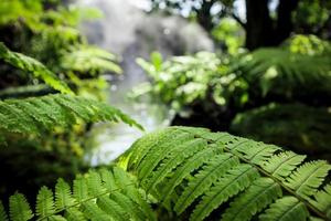 Closeup wild green fern leaves in tropical waterfall rainforest nature background