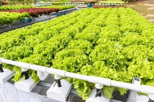 planta de ensalada de lechuga de roble verde orgánico fresco en sistema de granja de vegetales hidropónicos foto