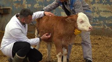 Veterinary calf treatment. The vet is treating the animal. He listens and controls his body with a stethoscope.  Cattle breeding farm. video