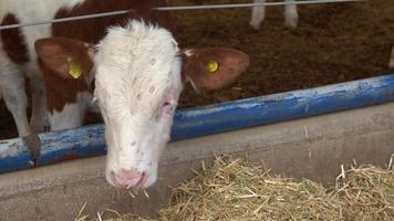 Grass-eating calf. Calf diseases. The calf is eating grass. The calf has a disease on its face. Animal diseases. video
