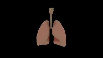 3d pulmones humanos video