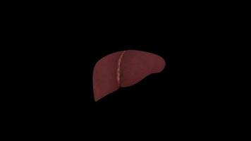 3D  liver human video