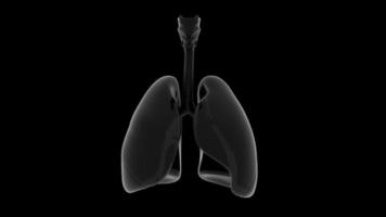 3D lungs human video