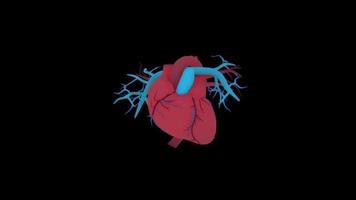 3d coração humano video