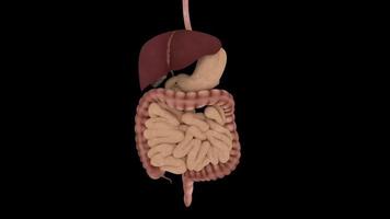 intestino humano 3d video