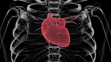 cuore 3d umano video
