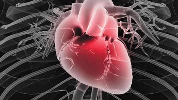cuore 3d umano video
