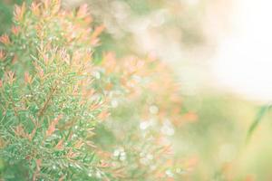 sunlight through the green tree in the nature garden photo