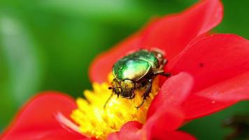 cetonia aurata también conocida como rosa chafer en la flor de dalia roja, macro video