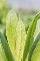 Nicotiana tabacum  herbaceous plant photo