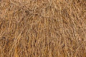 Close-up background and texture of straw, hay, dry grass. Copy space. photo
