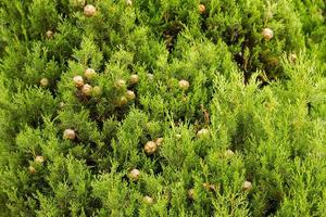 ciprés mediterráneo follaje joven y conos cupressus sempervirens ciprés italiano ciprés toscano ciprés persa pino lápiz foto