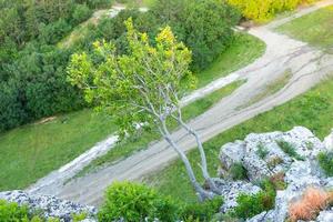 A lonely tree growing on a rock in the wild mountains .. photo