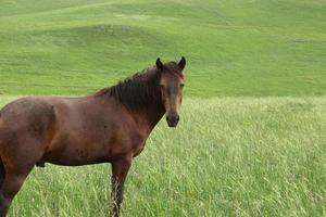 A dark brown young horse stands on a green field with lush grass in a mountain pasture. photo