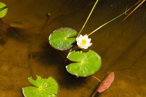 lirio de río blanco y amarillo en estado salvaje. foto