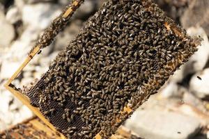 Close up view of the opened hive body showing the frames populated by honey bees. Honey bees crawl in an open hive on honeycomb wooden honeycombs doing teamwork. Beekeeping concept in agriculture. photo