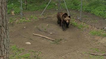 schattige karpatische grizzly zit in cirkels in het reservaat te lopen. video