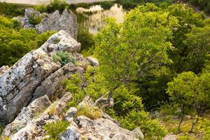 un árbol solitario que crece en una roca en las montañas salvajes... foto