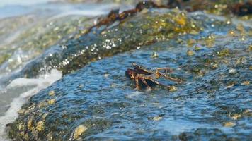 krab op de rots op het strand, rollende golven, close-up video