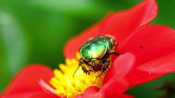 Cetonia Aurata also known as Rose Chafer on the Red Dahlia flower, macro