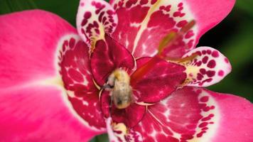 Blooming Pink Tigridia pavonia flower also known as Peacock flower and Bumblebee video