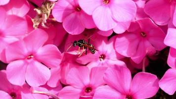 Wespenspeicher Honigtau aus gelber Dahlienblüte, Zeitlupe video