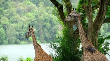 girafas contra algumas árvores verdes, parque nacional video
