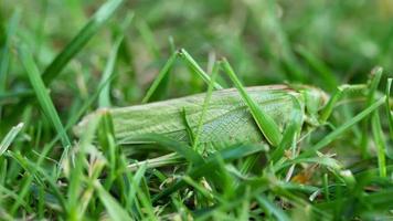 Big green locust female lays eggs in the soil close up. video