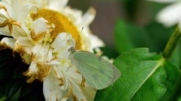 Pieris brassicae borboleta de repolho acasalamento em flor de áster video