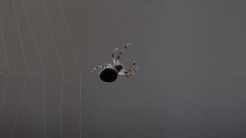 Spider Garden spider  Araneus  weaves a web video