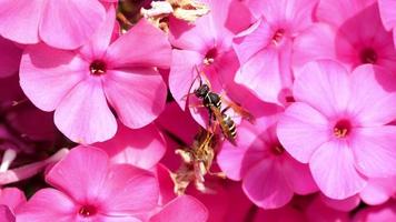 Wasp store honey dew from yellow dahlia flower, slow motion video