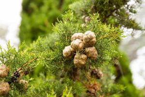 Mediterranean Cypress Young Foliage And Cones Cupressus Sempervirens Italian Cypress Tuscan Cypress Persian Cypress Pencil Pine photo