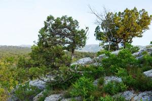 A lonely tree growing on a rock in the wild mountains .. photo